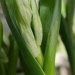 Ornithogalum balansae Habit