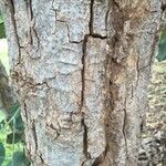 Pterocarpus rotundifolius Bark
