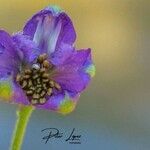 Delphinium fissumFlower