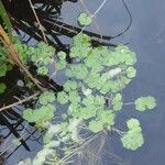 Hydrocotyle ranunculoides Feuille