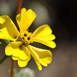 Calycadenia truncata फूल