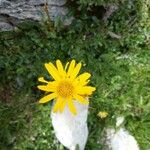 Arnica montanaFlower