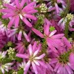 Erica verticillata Λουλούδι