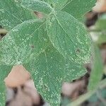 Mentha longifolia Fuelha