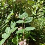 Rubus niveus 葉