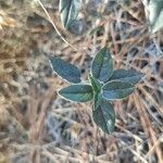 Helianthemum marifolium Blad