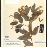 Mabea paniculata