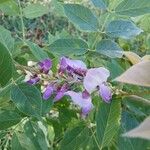 Wisteria frutescens Flower