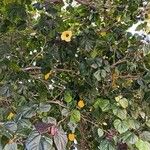 Hibiscus tiliaceus Flower