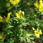 Cytisus supinus برگ