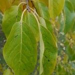 Pterostyrax psilophyllus Blatt