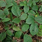 Rubus scaber Habitat