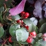 Gaultheria procumbensПлід