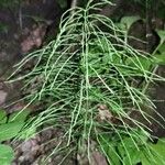 Equisetum sylvaticum Folla