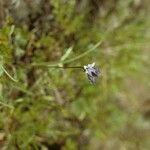 Triteleia crocea موطن