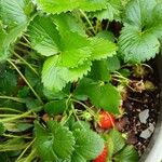 Fragaria × ananassa (Duchesne ex Weston) Duchesne ex RozierLapas