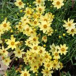 Coreopsis lanceolataBlomst