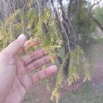 Melaleuca bracteata Lapas