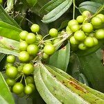 Smilax domingensisFruto