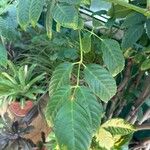 Leea guineensis पत्ता
