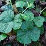 Geum macrophyllumLeaf