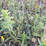 Sideritis montana Likasa