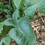 Lactuca floridana Blad