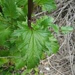 Scrophularia californica Leaf