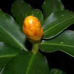 Costus wilsonii Blüte