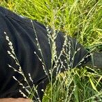 Panicum coloratum Leaf