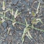 Eragrostis minor Flower