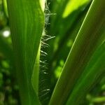 Miscanthus × longiberbis Bark