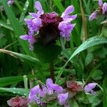 Lamium purpureum花