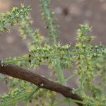 Combretum adenogonium Flower