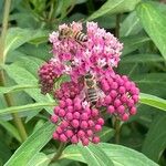 Asclepias incarnata Кветка