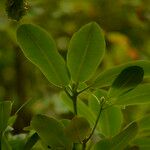 Rhododendron oreodoxa Leaf