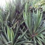 Yucca gloriosaপাতা