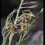 Oenothera suffrutescens പുഷ്പം