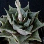 Echeveria purpusiorum Folha