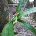 Prosthechea cochleata Fleur