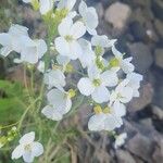 Arabidopsis arenosa花