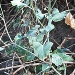 Rumex scutatus Hoja