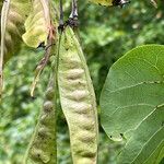 Cercis siliquastrum 果實