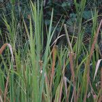 Panicum maximum Hábito