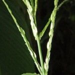 Digitaria setigera Φλοιός