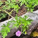 Geranium bicknellii Kwiat