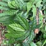 Thunbergia erecta Leaf