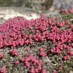Sedum andegavense 形態