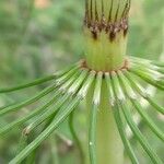 Equisetum telmateia Hoja