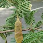 Anadenanthera colubrina ഫലം